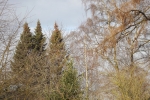 8384-wintersonne-wald