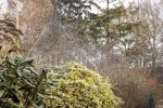 8387-wintersonne-wald