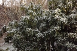 8389-rhododendron-vereist