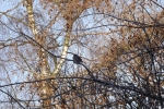 8410-vogel-in-zweigen