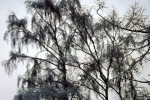 6874-baum-verschneit-schnee-eis-weiss