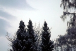 6875-tannen-verschneit-himmel