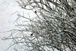 6879-verschneites-gebuesch