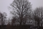 6902-winter-kahle-baeume