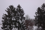 6906-winter-schnee-baeume
