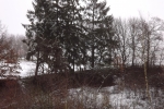 6907-winter-schnee-baeume