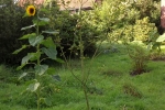 6436-wiese-apfelbaum-sonnenblume