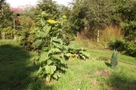 6437-sonnenblume