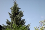 6463-spitze-tanne
