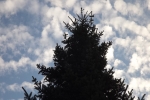 6467-tanne-wolken-himmel