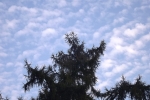 6468-lerche-wolken-himmel