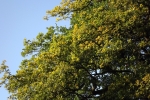 6492-herbstliches-gruen