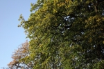 6493-herbstliches-gruen