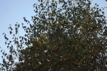 6496-herbst-birke