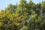 6497-baeume-herbst