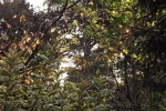 6525-licht-herbst-gruen-gelb-rot-pflanzen