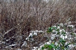frisches-gruen-im-schnee