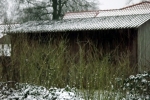 hollunder-schneune-schnee