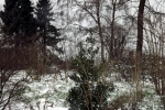 lichtung-im-schnee