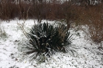 palmlillie-im-schnee