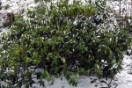 rhododendron-im-schnee