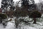 schmetterlingsflieder-im-schnee