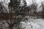 traubenkirsche-im-schnee