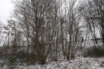 waeldchen-im-schnee