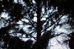 nadelbaum