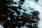 verschneite-birke