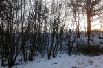winter-baume-gegenlicht