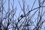 5728-vogel-gestrueb
