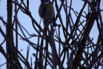 5729-vogel-nah-im-gestrueb