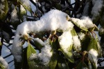 5740-schnee-auf-gruenen-blaettern