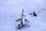 5786-kleine-tanne-im-schnee