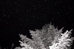 5838-tanne-dunkel-schnee