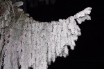 5849-tannen-ast-schnee