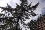 baum-dach-wolken