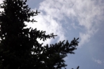 wolke-hinter-nadelbaum