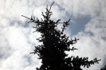 wolken-hinter-nadelbaum