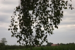 5228-gruenes-getreide