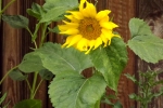 5329-sonnenblumen