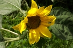 5330-sonnenblumen