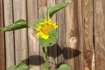 5362-sonnenblume