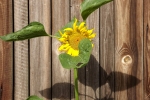 5365-sonnenblumen 5365-sonnenblumen