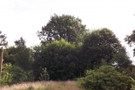 5387-wald-wiese