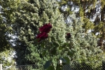 5435-rose