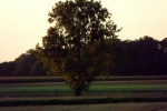 5450-abendlicht-baum