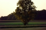 5451-abendlicht-baum