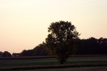 5453-abendlicht-baum